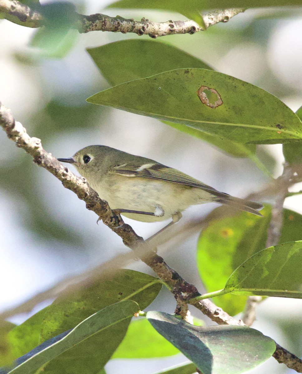 Ruby-crowned Kinglet - ML642284175