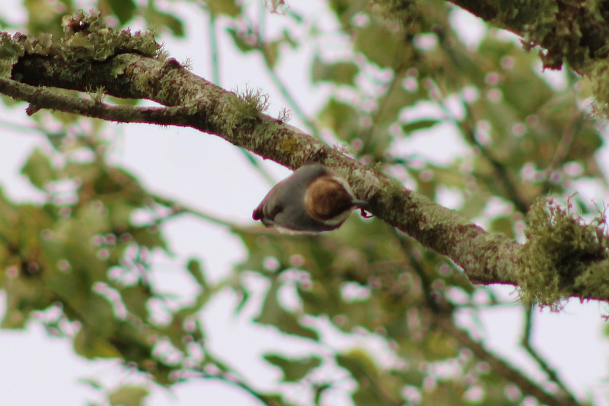Brown-headed Nuthatch - ML642284179