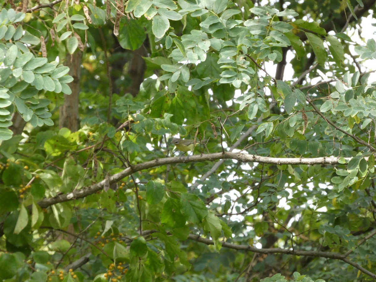 Philadelphia Vireo - ML642284183