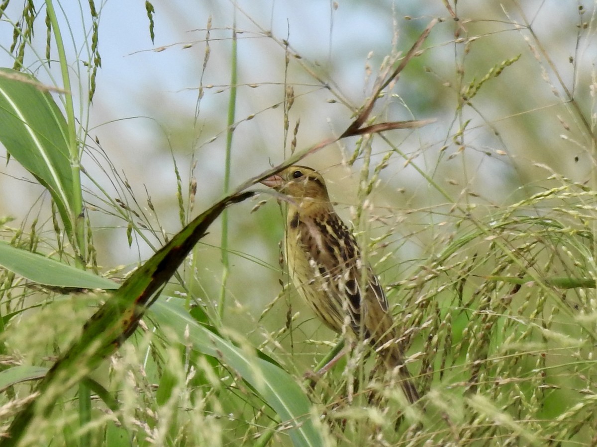 Bobolink - ML642284187