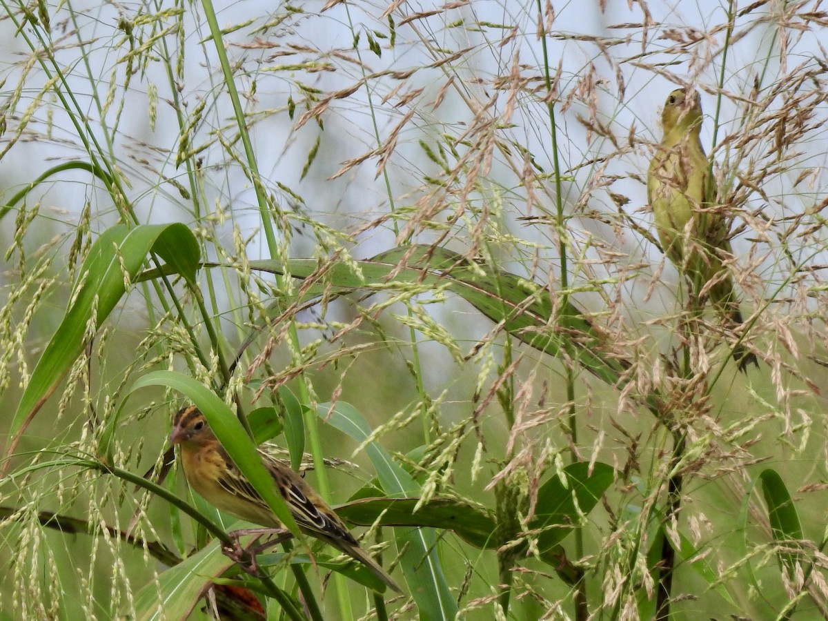Bobolink - ML642284188