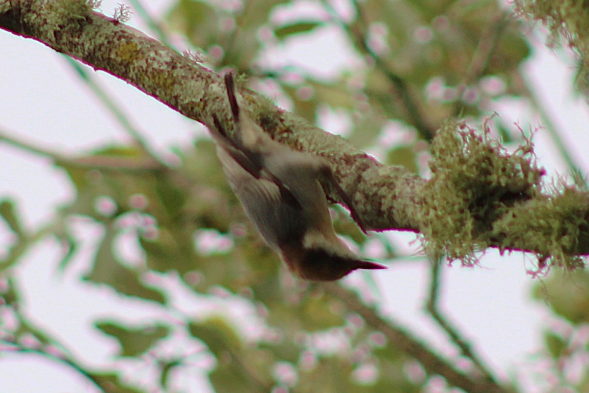 Brown-headed Nuthatch - ML642284192