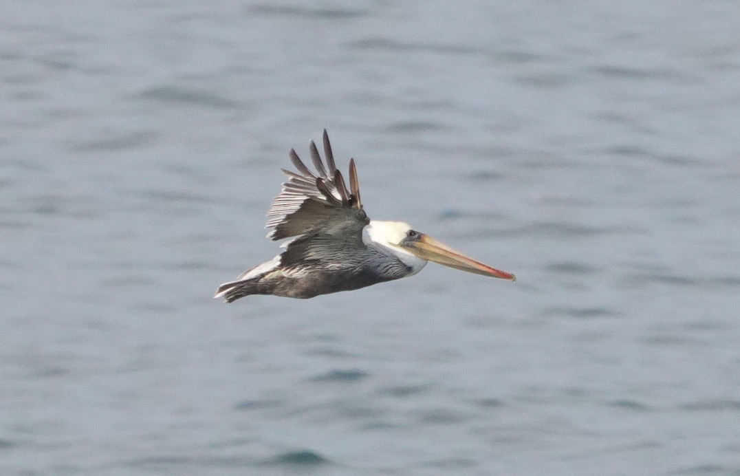 Brown Pelican - ML642284220