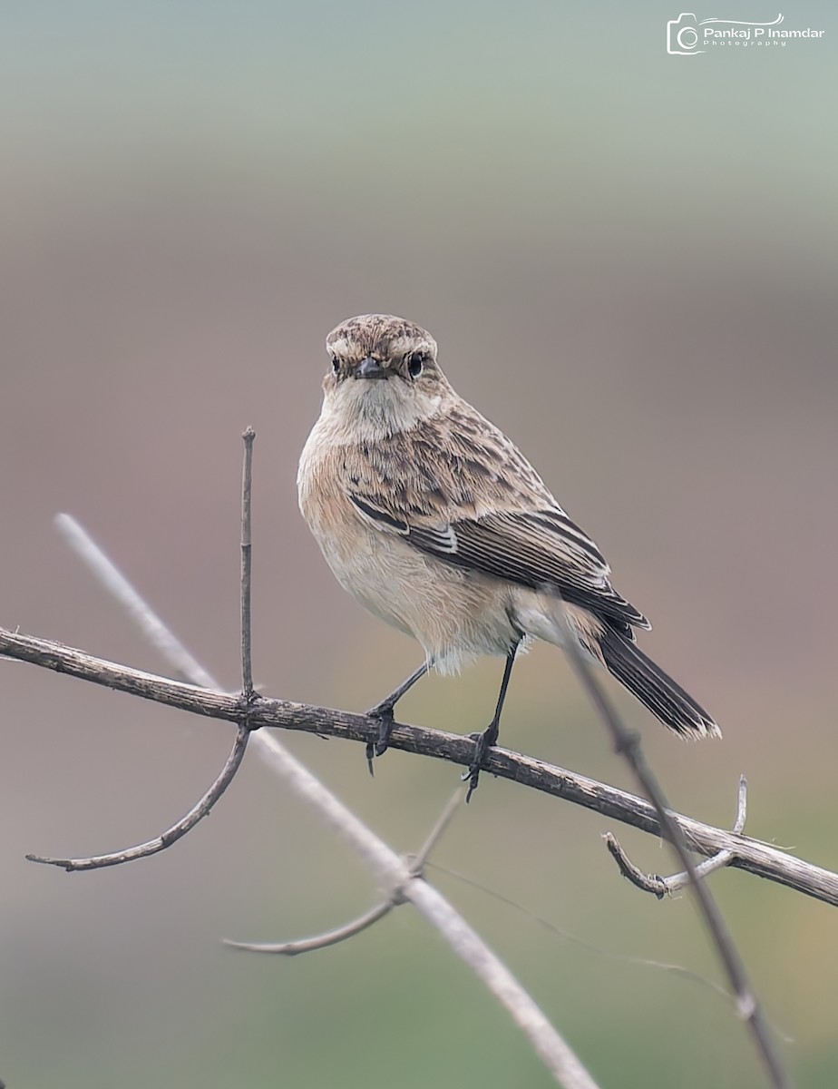 Siberian Stonechat - ML642284280