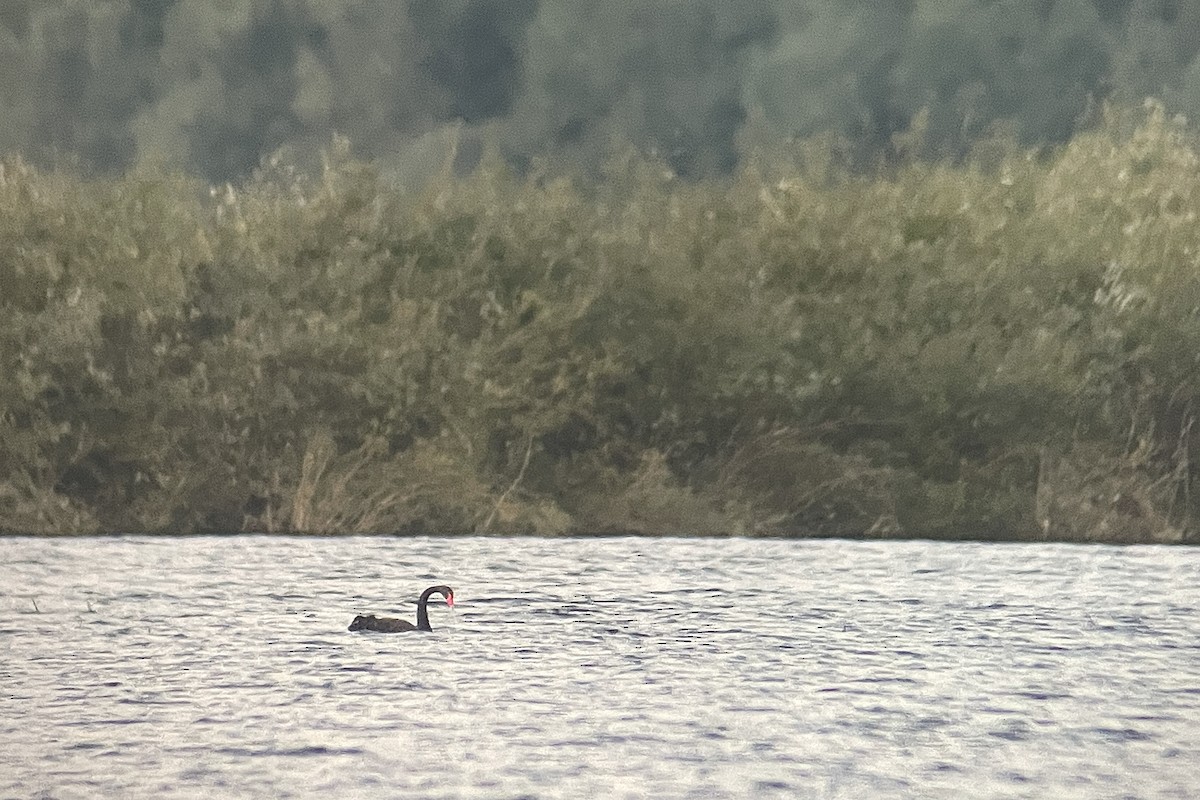 Black Swan - ML642284286