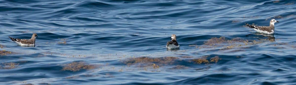 Sabine's Gull - ML642284287