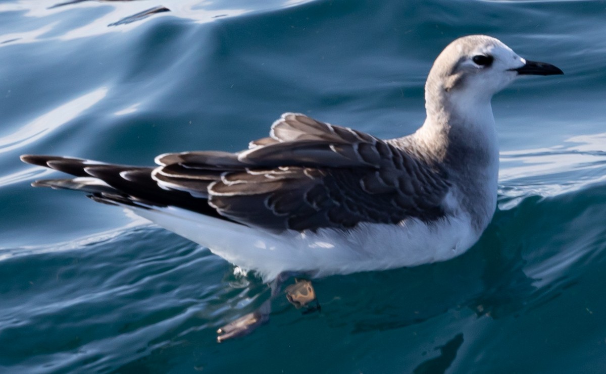 Sabine's Gull - ML642284289