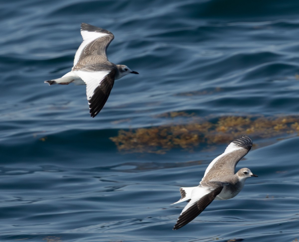 Sabine's Gull - ML642284297