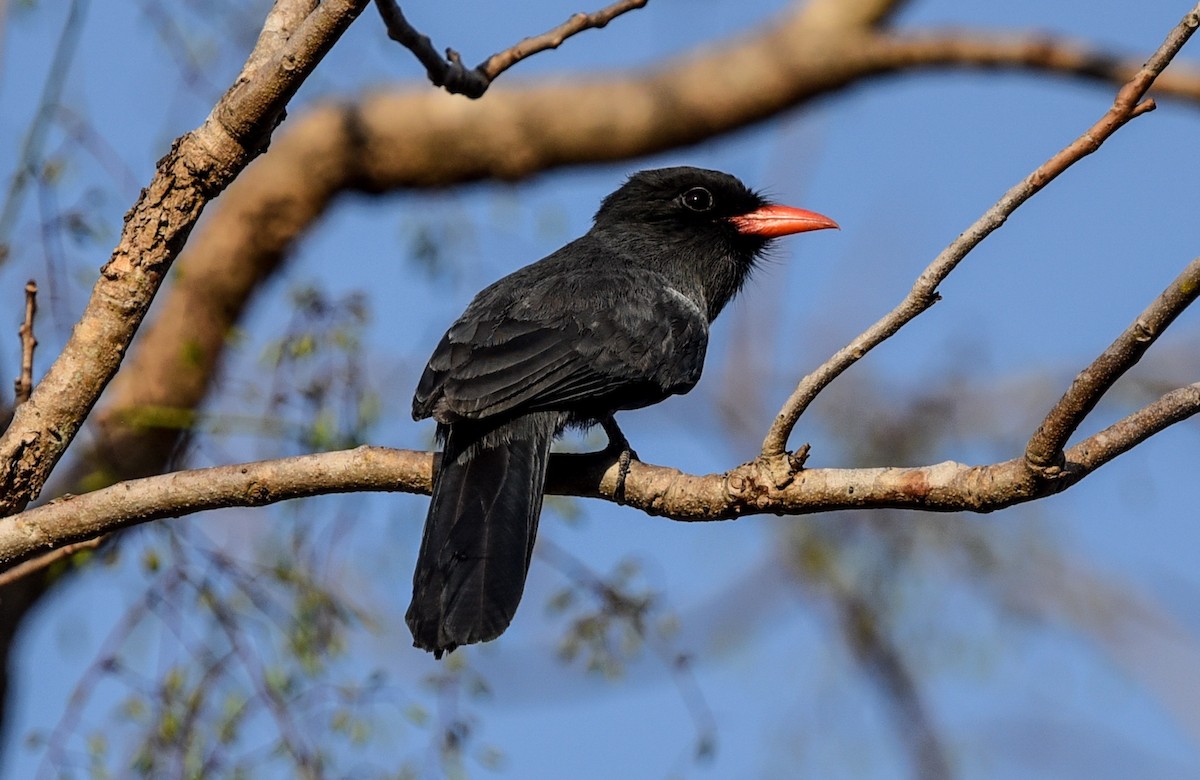 Black-fronted Nunbird - ML642284300