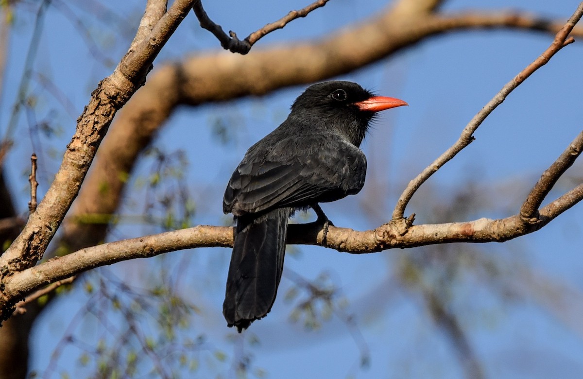 Black-fronted Nunbird - ML642284301