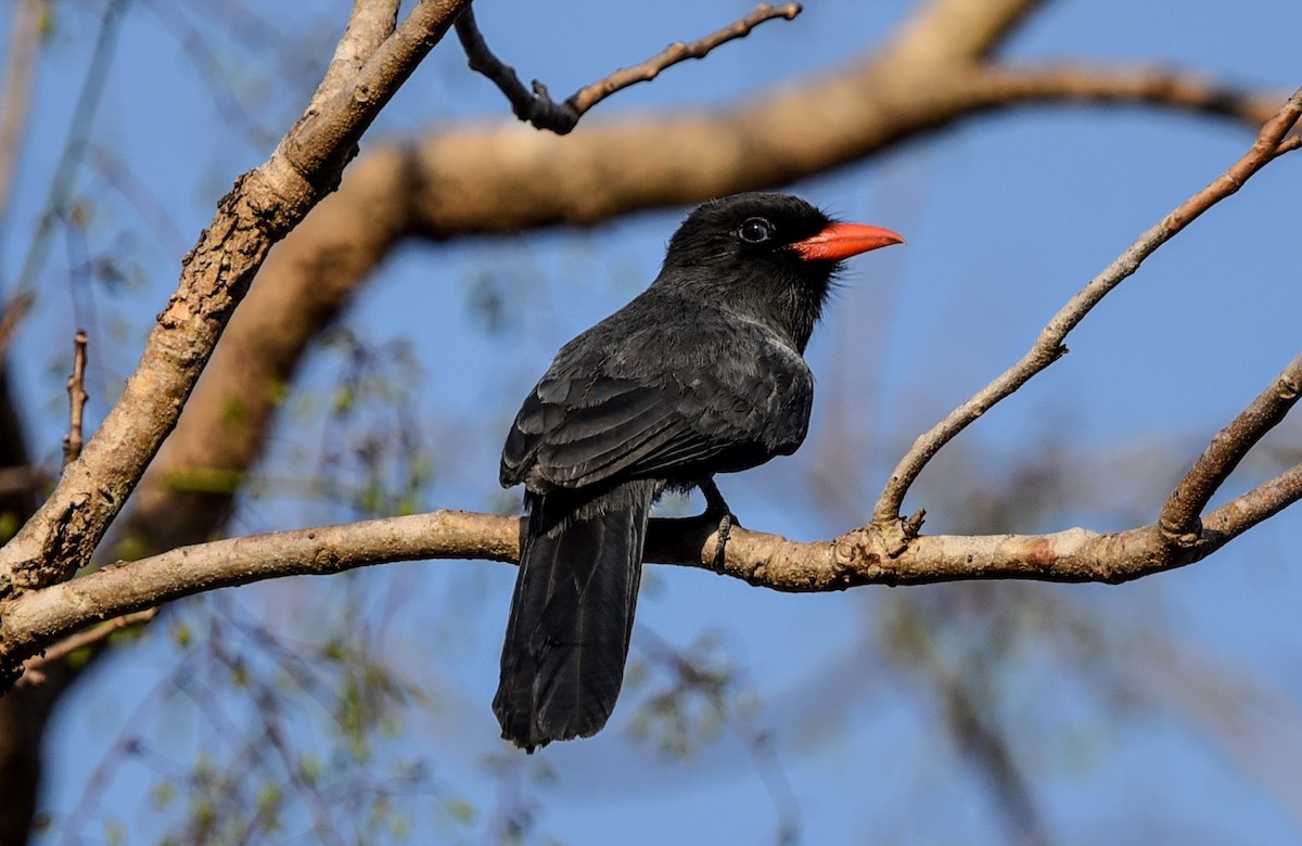 Black-fronted Nunbird - ML642284302