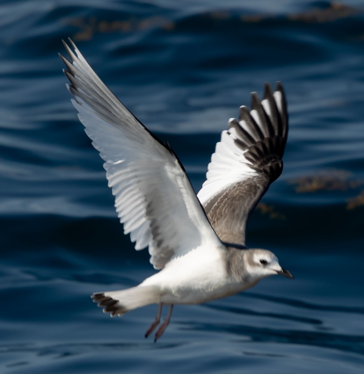Sabine's Gull - ML642284306