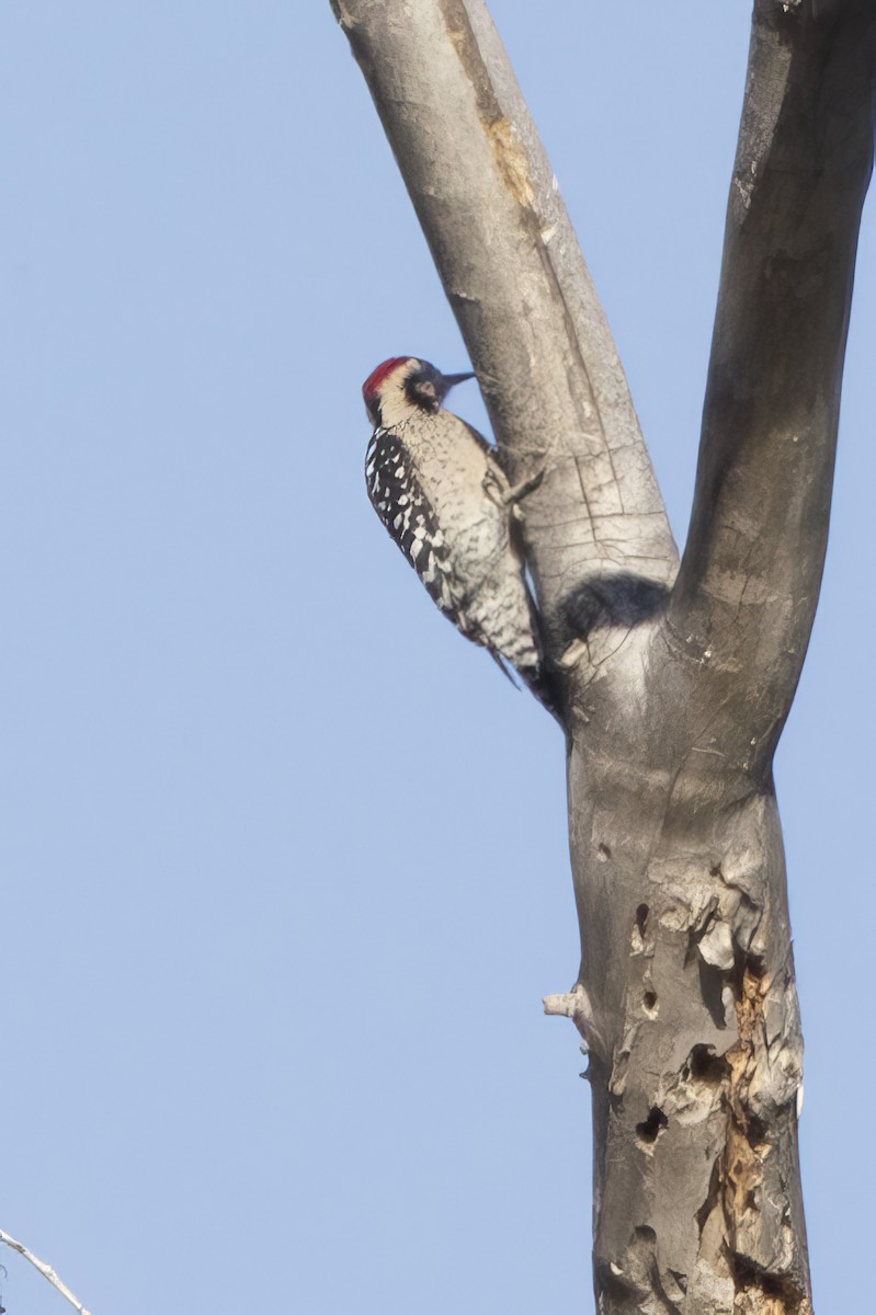 Ladder-backed Woodpecker - ML642284308