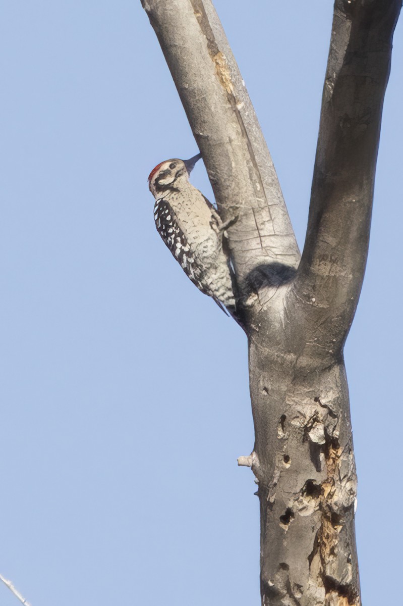 Ladder-backed Woodpecker - ML642284309