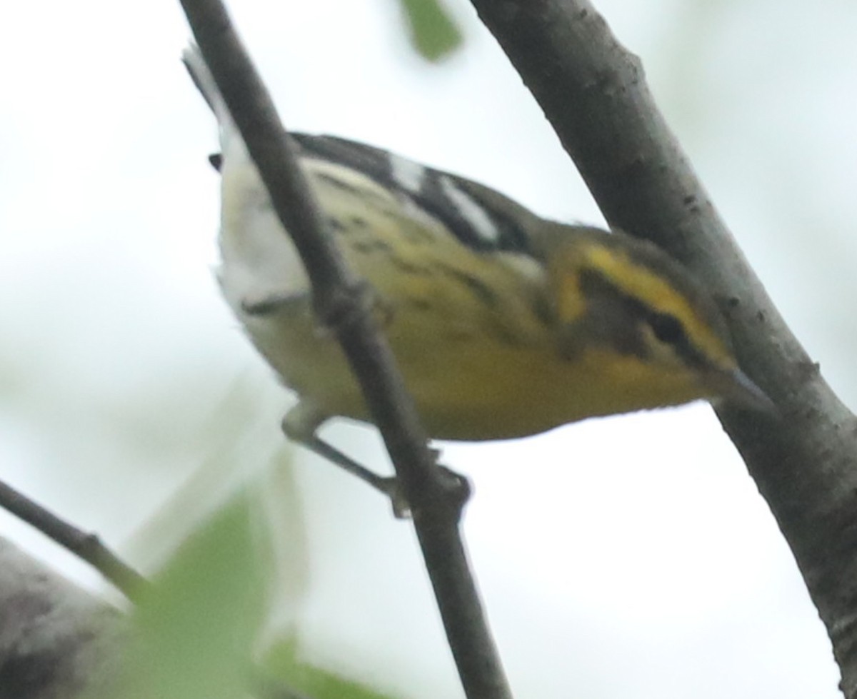 Blackburnian Warbler - ML642284314