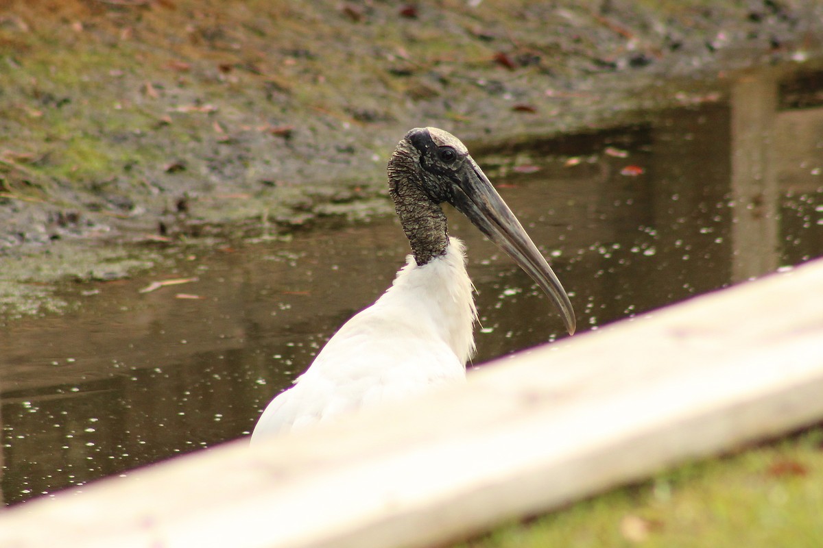 Wood Stork - ML642284316