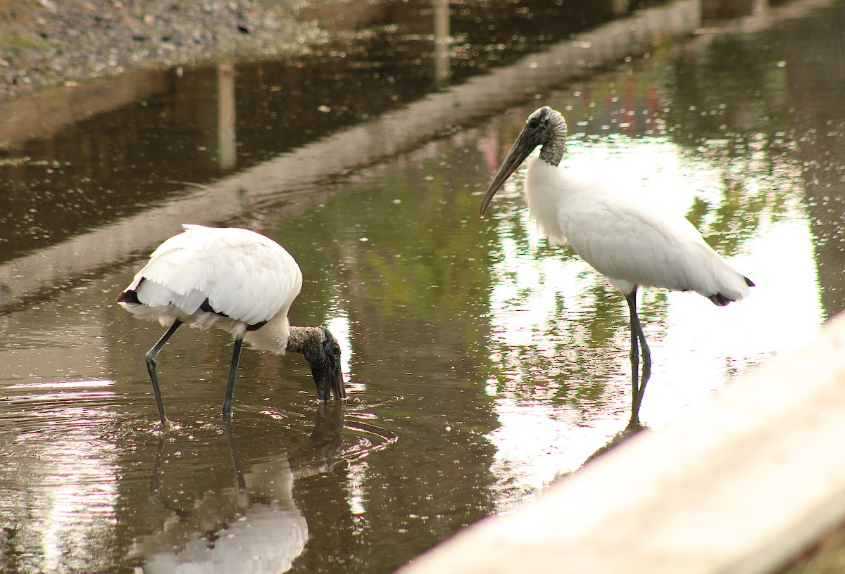 Wood Stork - ML642284327