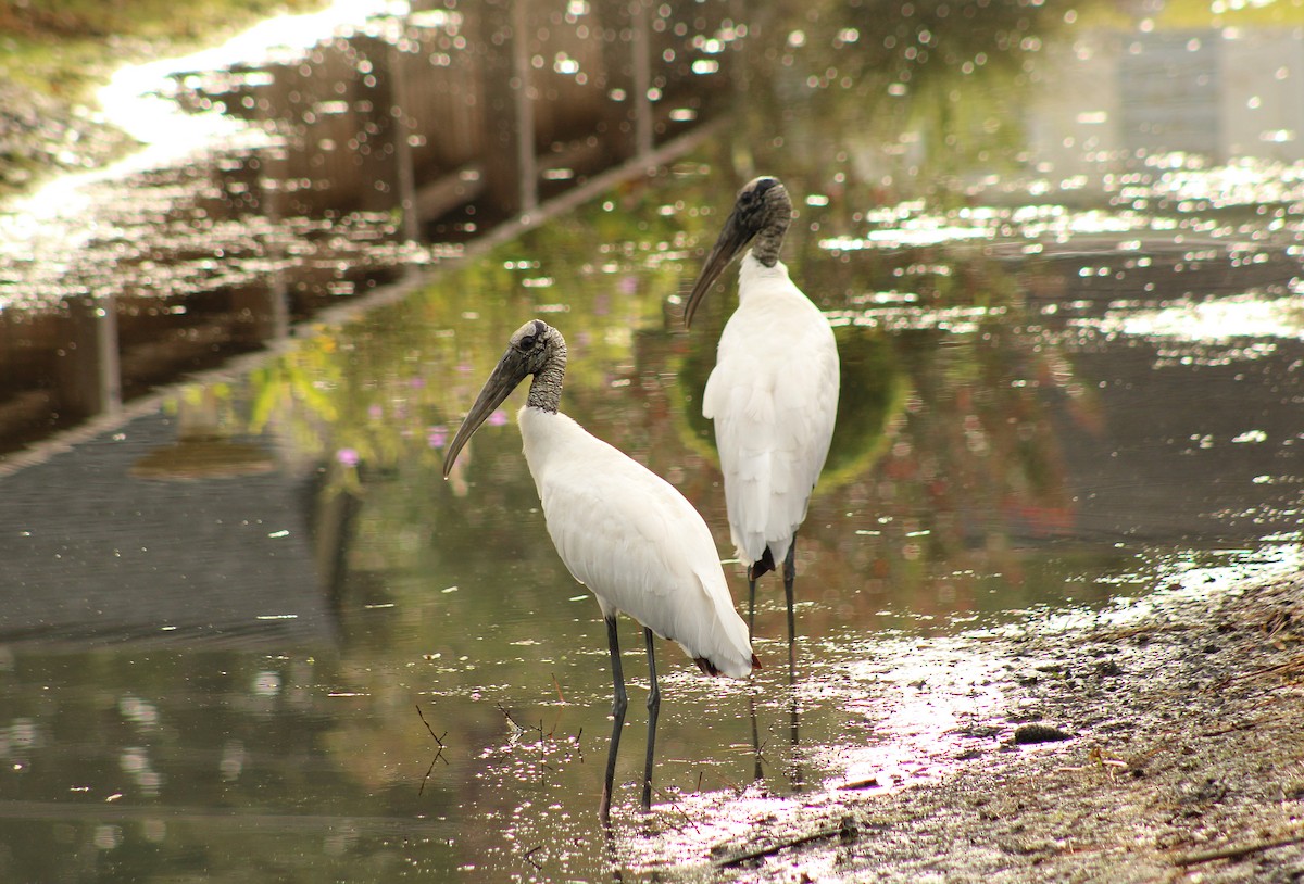 Wood Stork - ML642284338