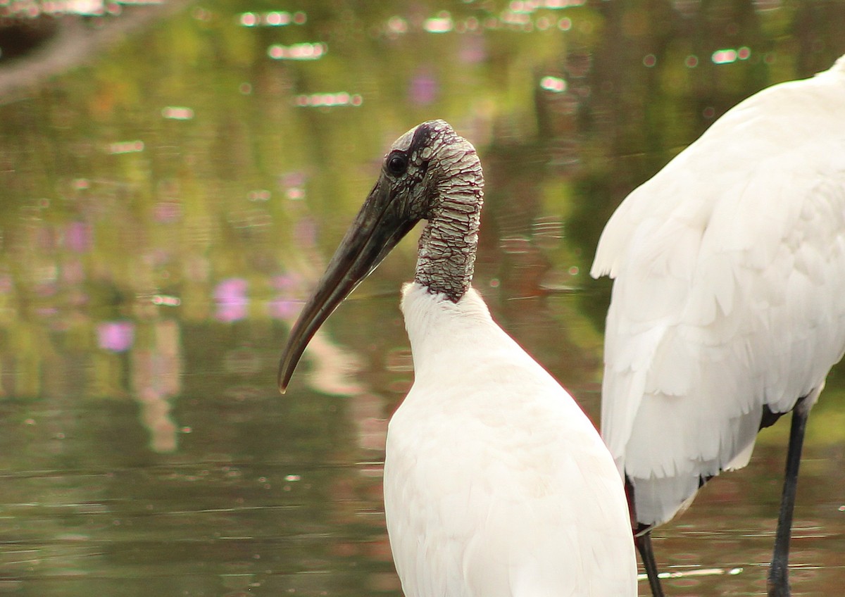 Wood Stork - ML642284344
