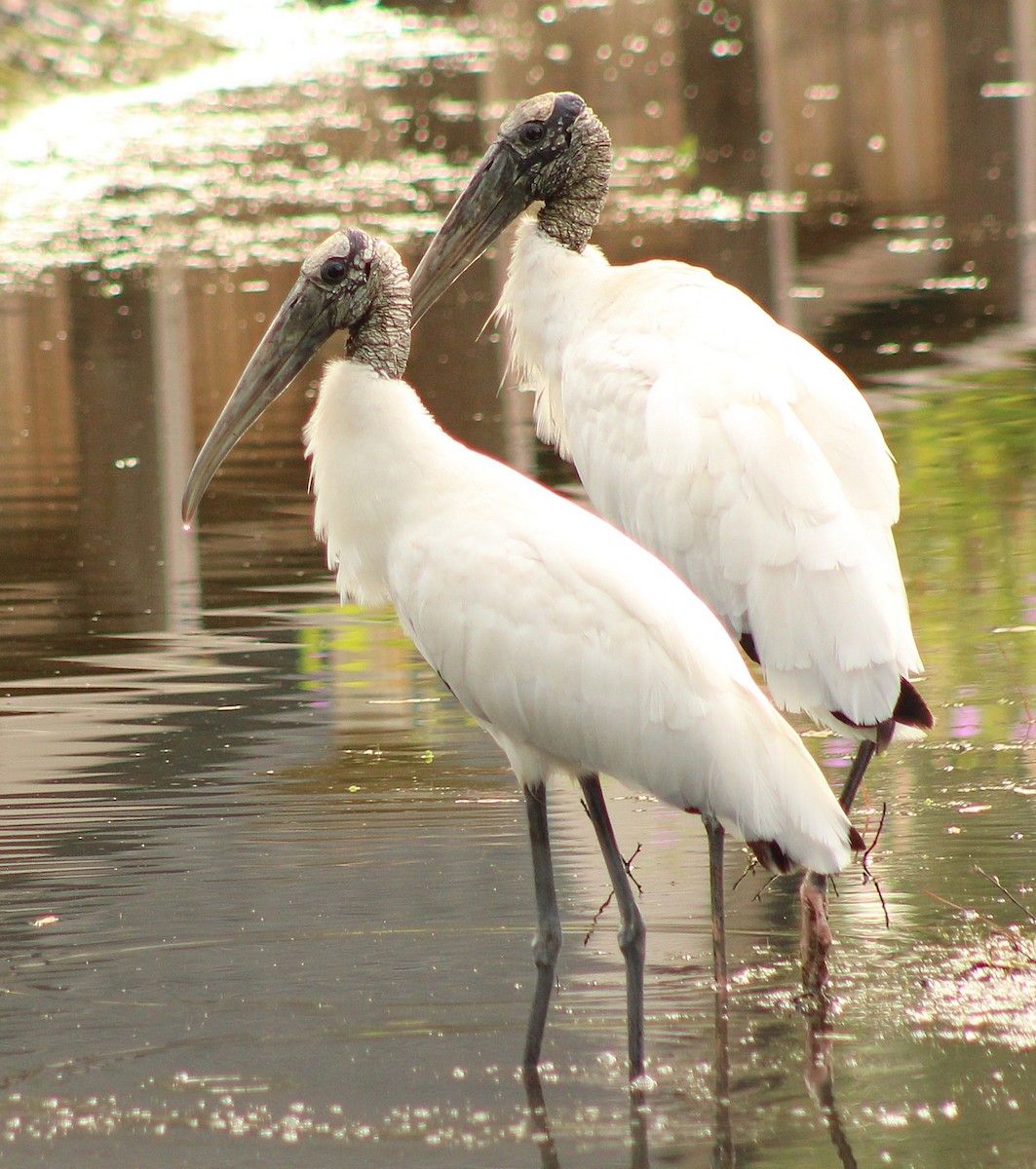 Wood Stork - ML642284346