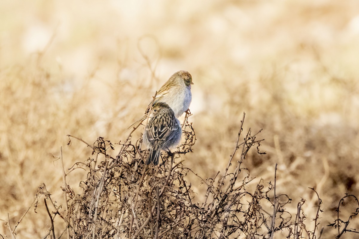 Brewer's Sparrow - ML642284367