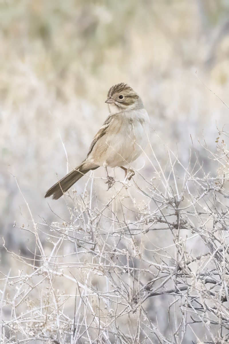 Brewer's Sparrow - ML642284368