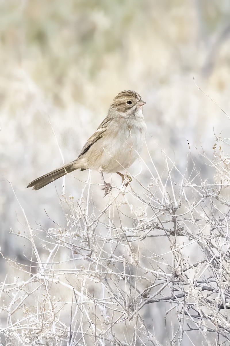 Brewer's Sparrow - ML642284369