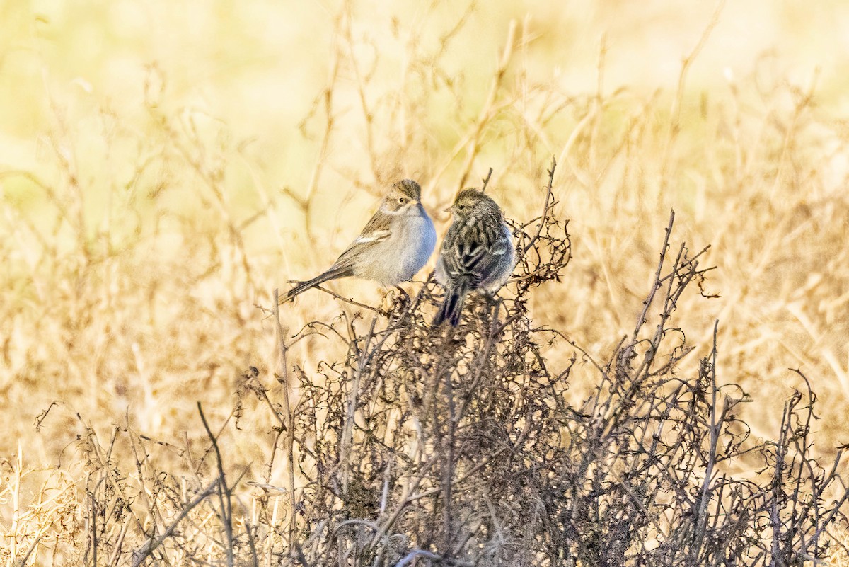 Brewer's Sparrow - ML642284370