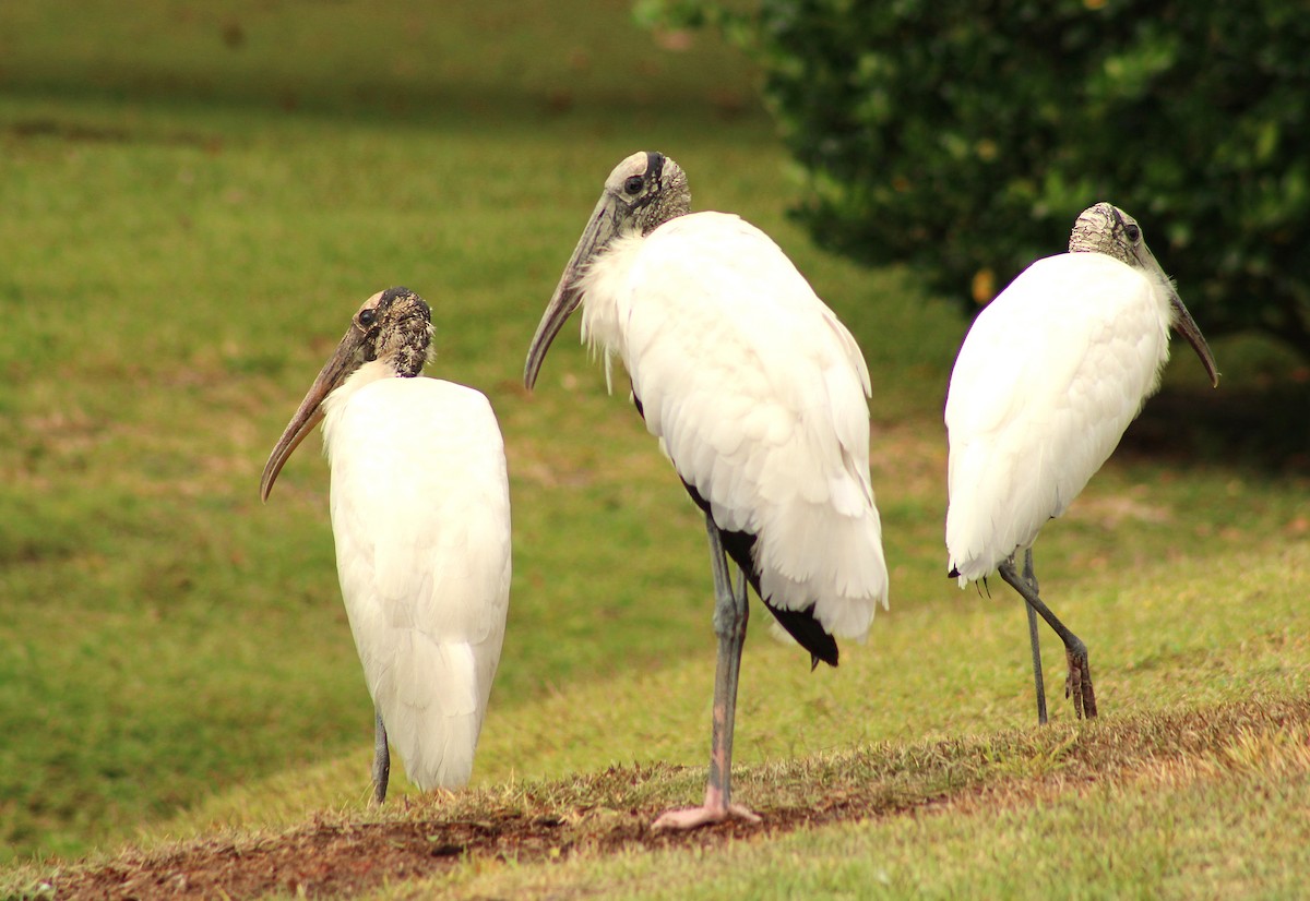 Wood Stork - ML642284376