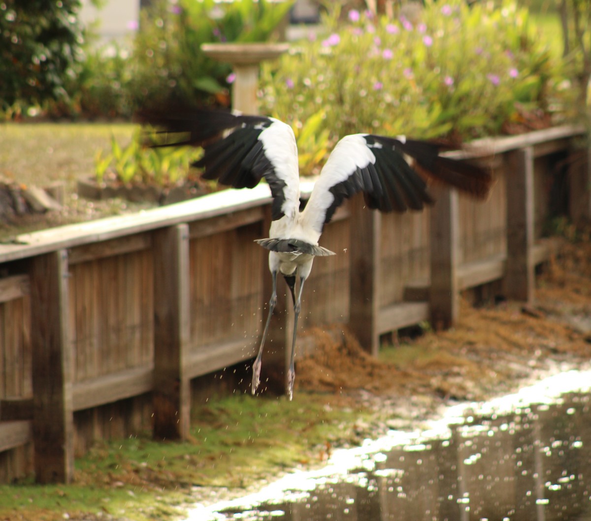 Wood Stork - ML642284387