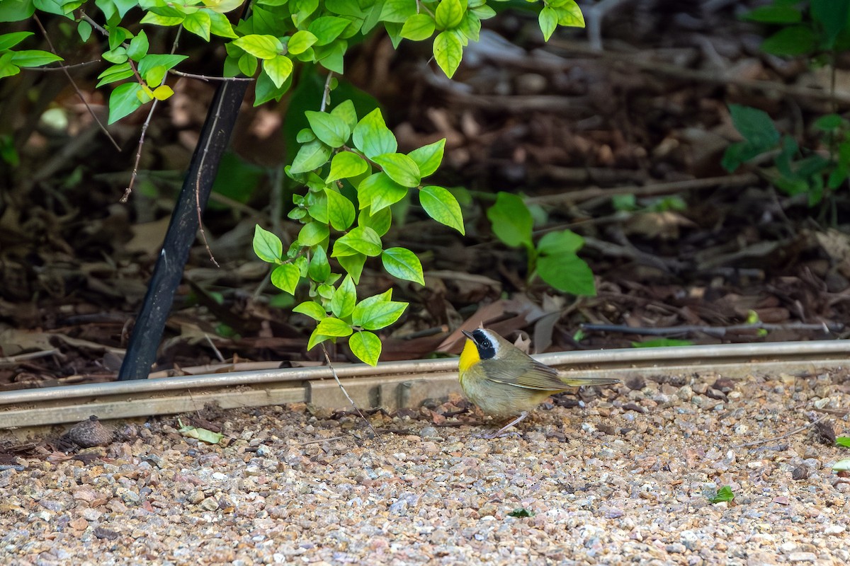 Common Yellowthroat - ML642284416