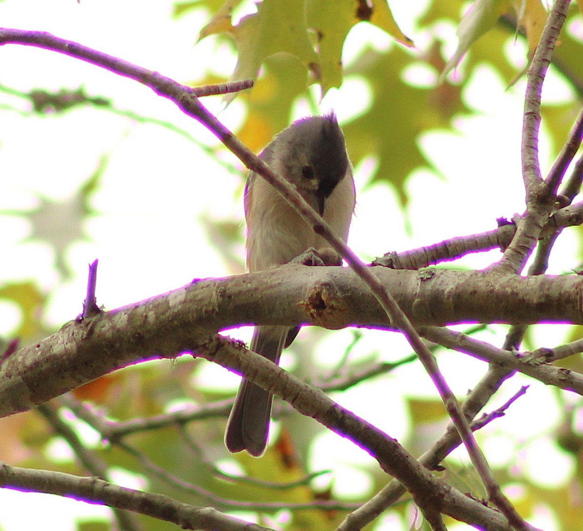 Tufted Titmouse - ML642284432