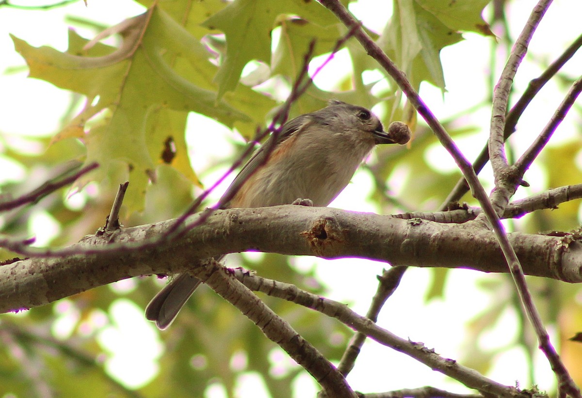 Tufted Titmouse - ML642284433