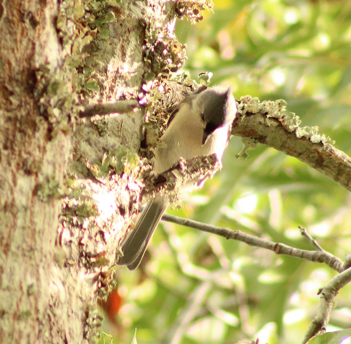 Tufted Titmouse - ML642284434