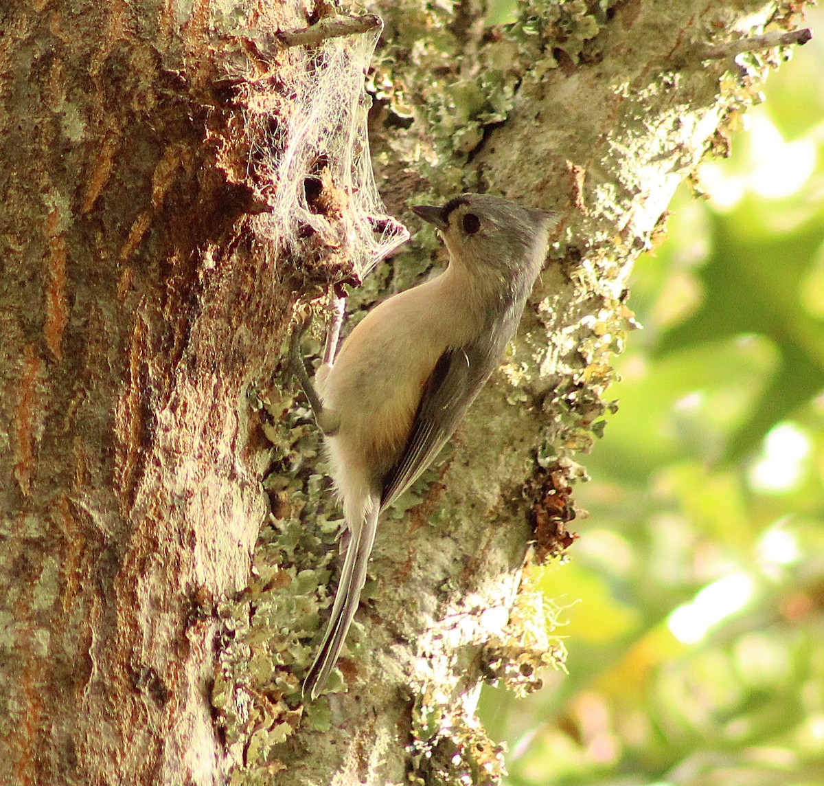 Tufted Titmouse - ML642284436