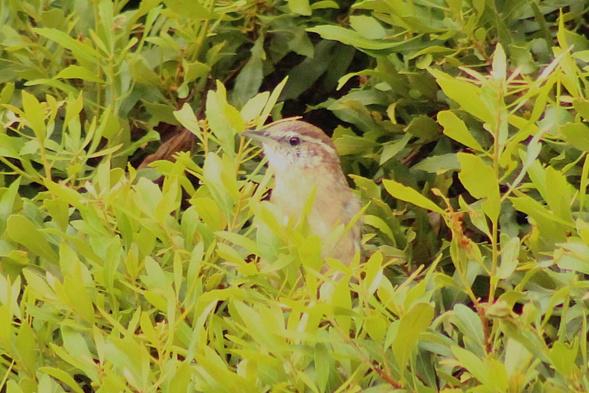 Carolina Wren - ML642284446