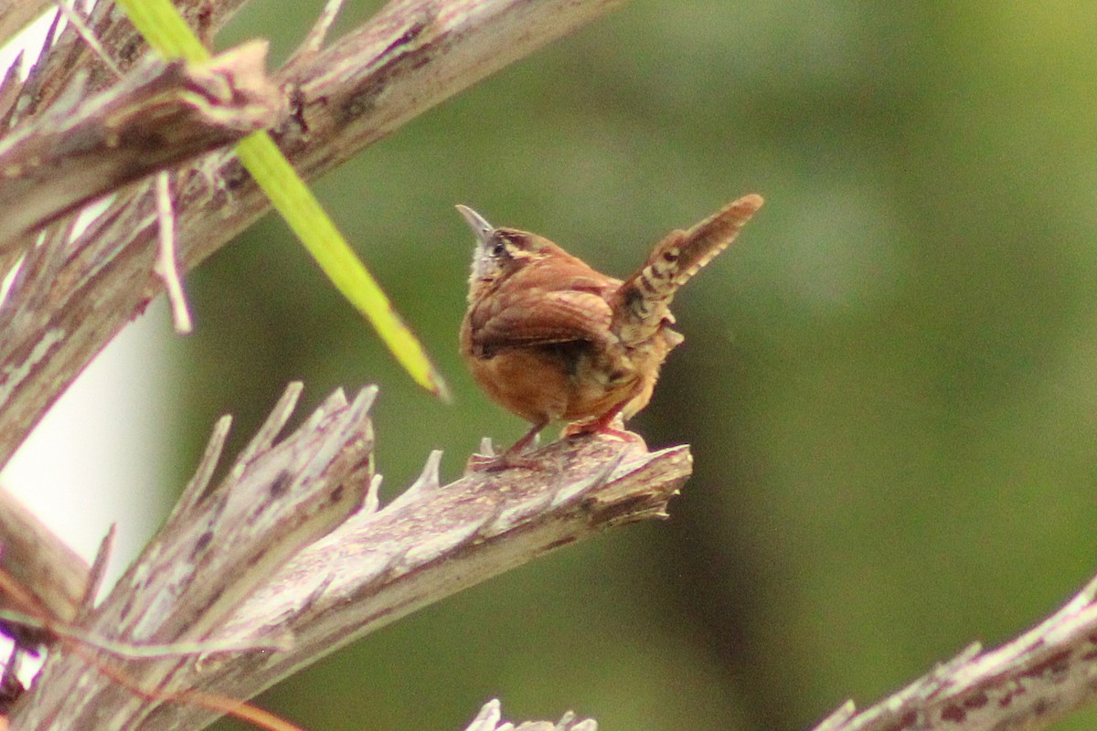 Carolina Wren - ML642284447