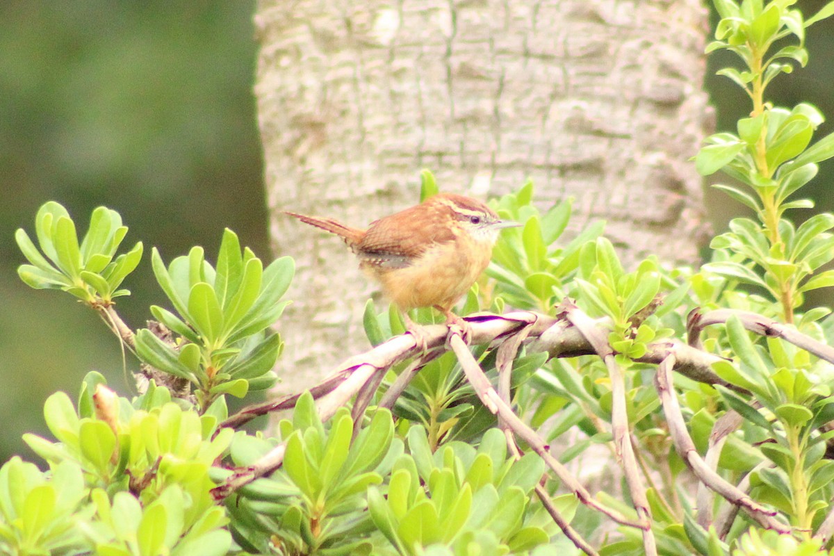 Carolina Wren - ML642284448