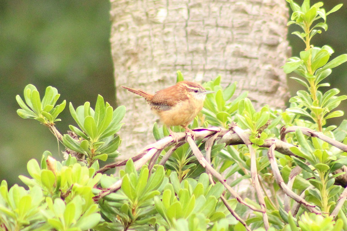 Carolina Wren - ML642284449