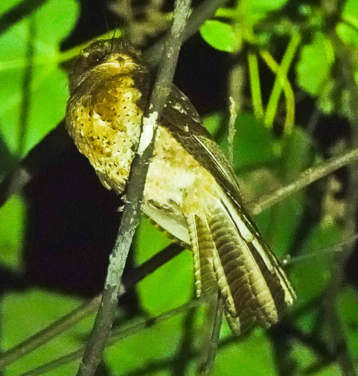 Moluccan Owlet-nightjar - ML642284450