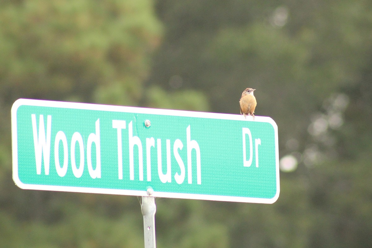 Carolina Wren - ML642284452