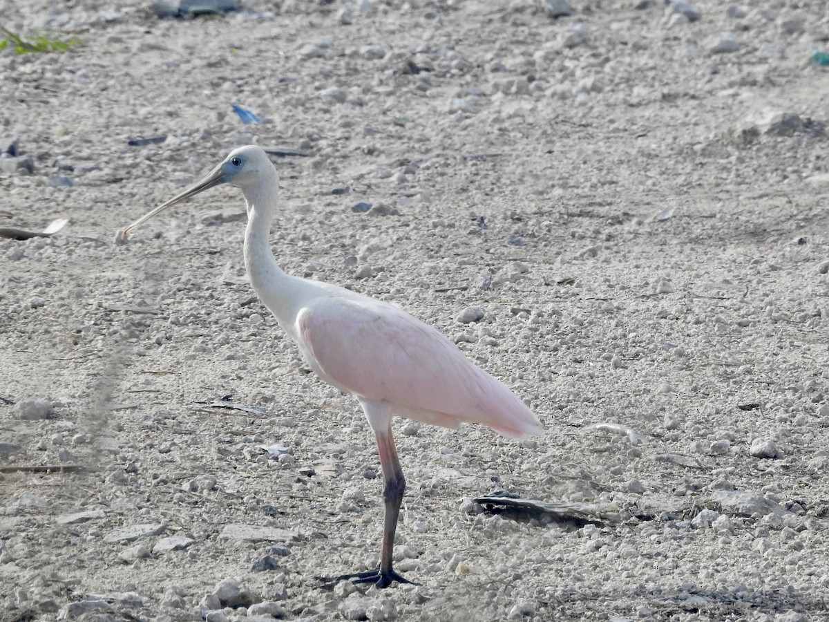 Roseate Spoonbill - ML642284467