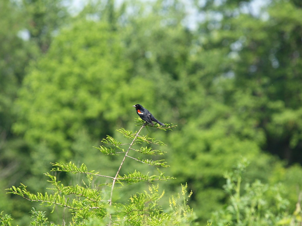 Red-winged Blackbird - ML642284478