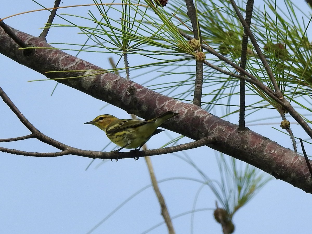 Cape May Warbler - ML642284497