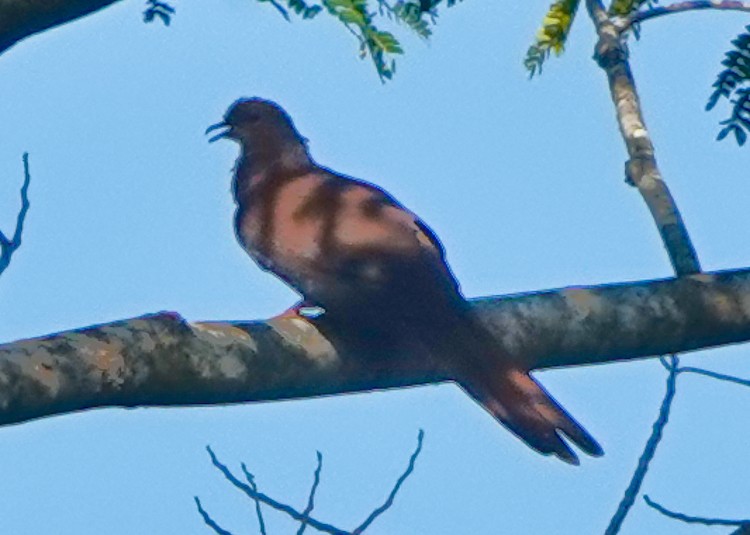Sultan's Cuckoo-Dove (Sultan's) - ML642284507