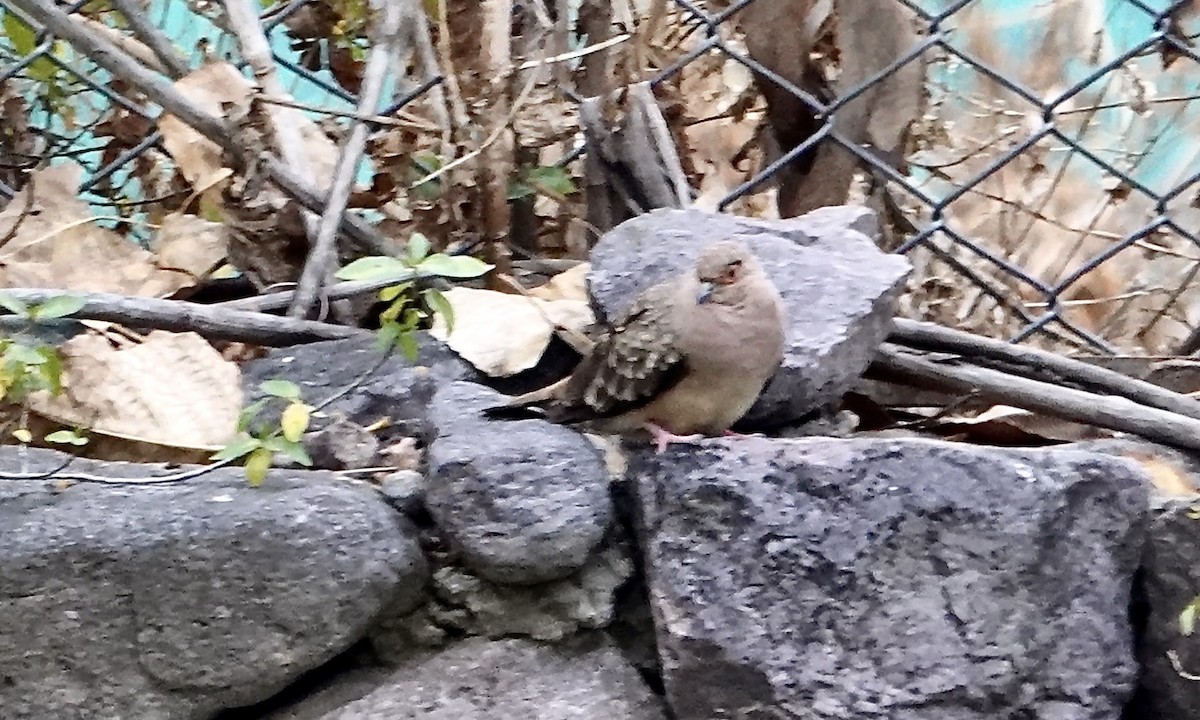 Bare-faced Ground Dove - ML642284510