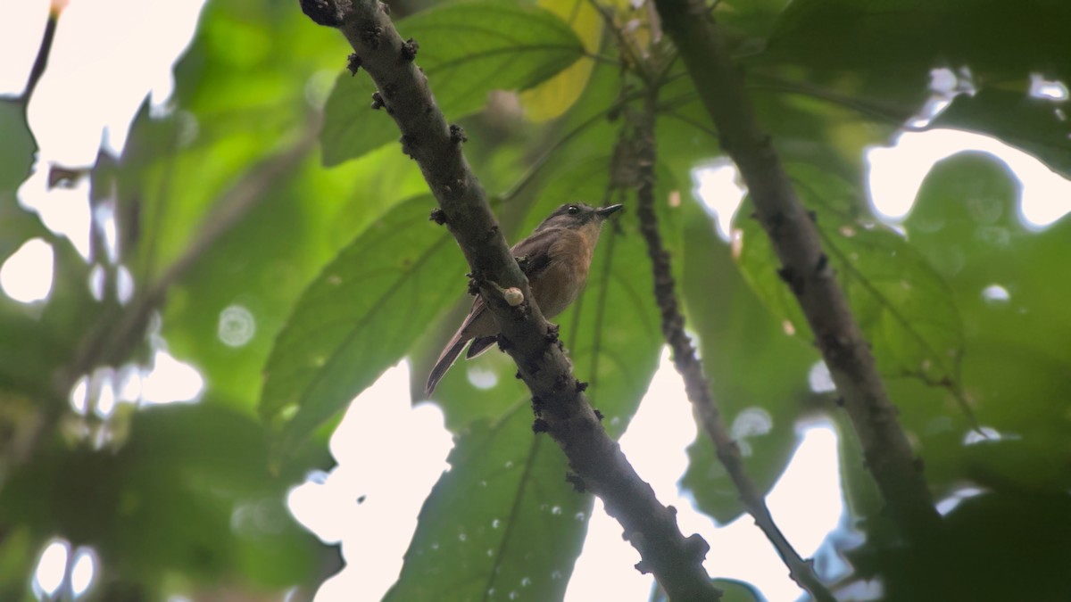Pale-chinned Flycatcher - ML642284525