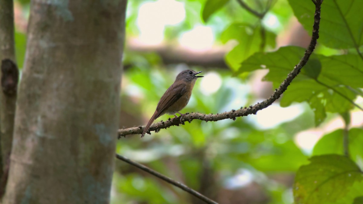 Pale-chinned Flycatcher - ML642284526