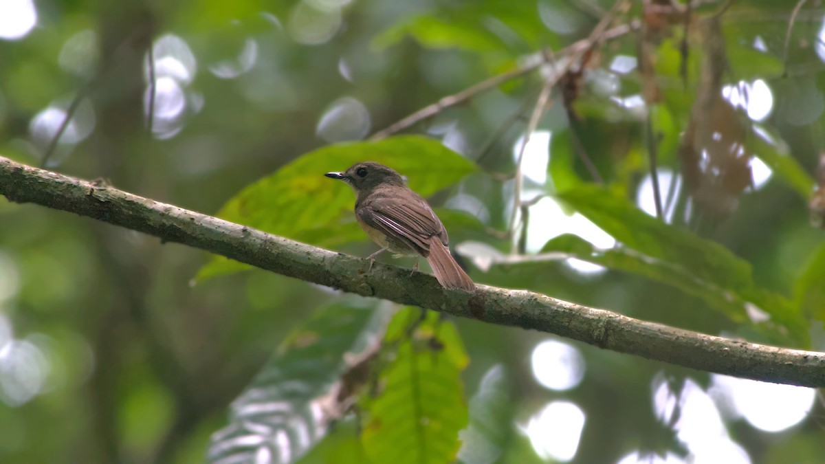 Pale-chinned Flycatcher - ML642284527