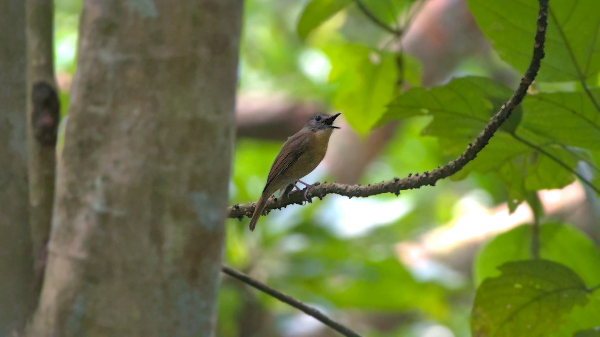 Pale-chinned Flycatcher - ML642284528
